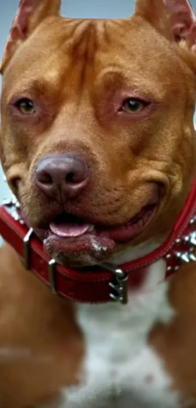 Majestic brown pitbull with spiked red collar.