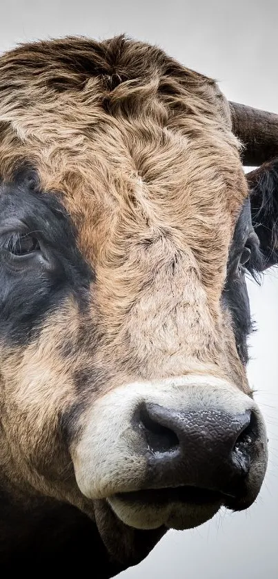 Up-close image of a majestic bull on a mobile wallpaper.