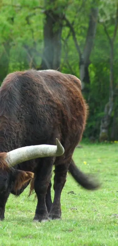 Majestic bull grazing in a green pasture with forest background.