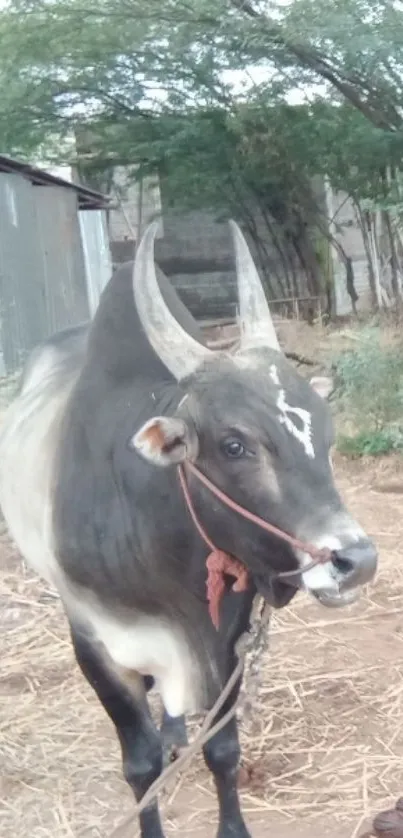 Majestic bull standing in a rustic farm setting.