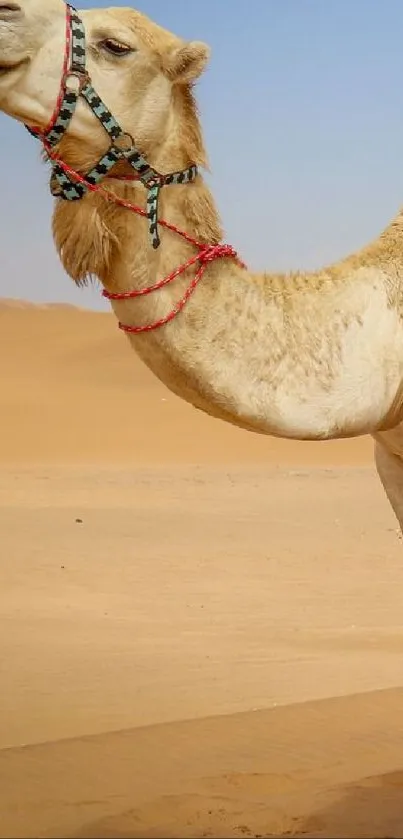 Camel in the golden desert under clear blue sky.