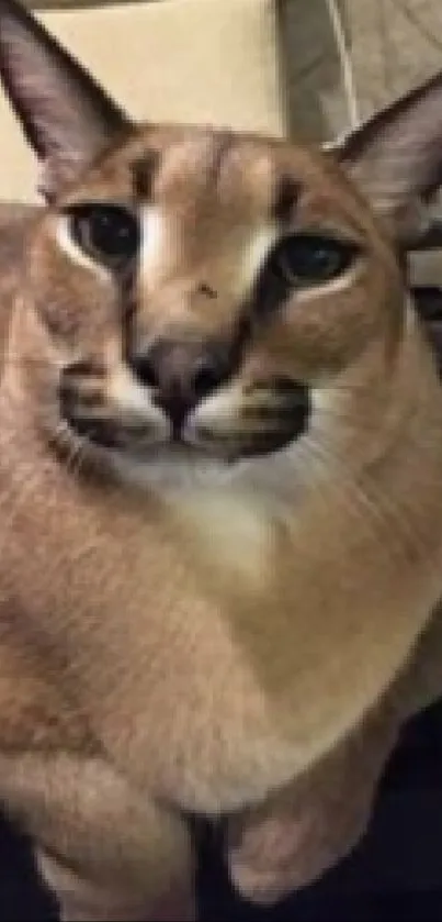 Close-up of a caracal cat with striking features and captivating eyes.