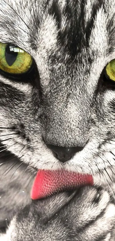 Close-up of a gray cat with green eyes licking its paw.