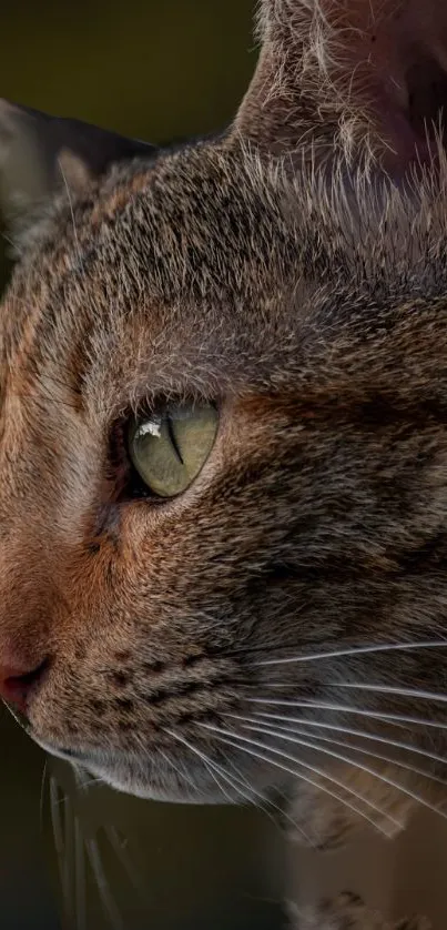 Close-up of a cat with brown fur and piercing eyes wallpaper.