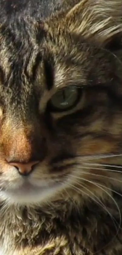 Close-up of a majestic cat with green eyes and detailed fur, perfect for wallpaper.