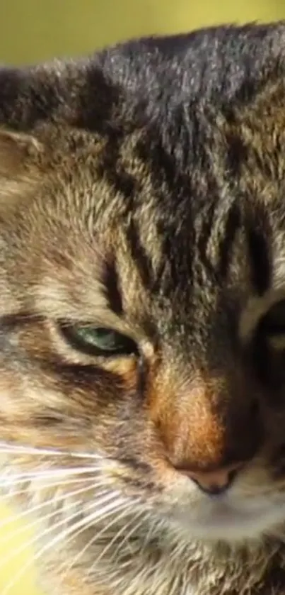 Close-up of a majestic cat with piercing eyes and detailed fur texture.