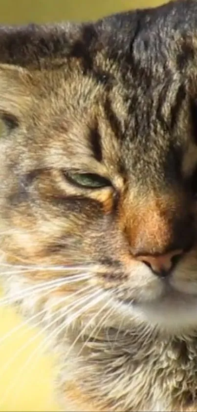 Close-up of a majestic tabby cat with intense eyes, set in nature.