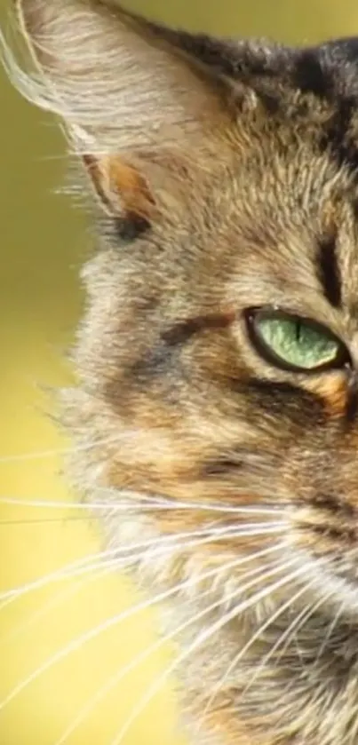 Close-up of a cat with green eyes and detailed fur.