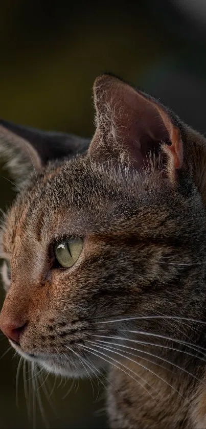 Close-up of a tabby cat with vibrant green eyes and a soft-focus background.