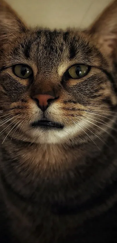 Close-up of a majestic tabby cat against a dark background.