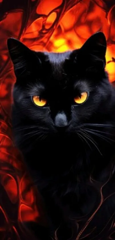 Black cat with fiery red background.