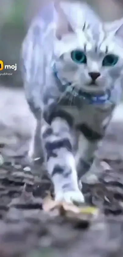 Majestic cat with blue eyes walking through nature.