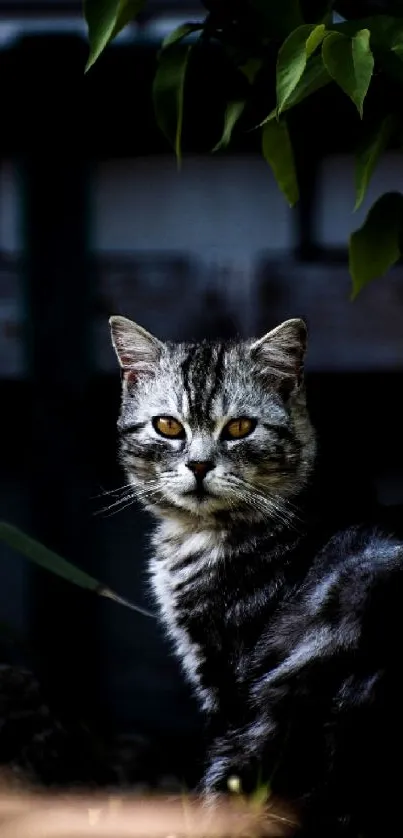 A majestic tabby cat in a shadowed, lush garden setting.