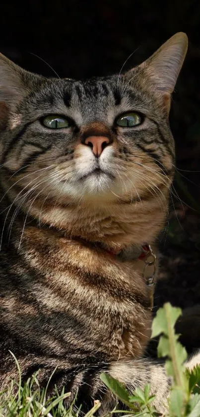 Majestic tabby cat in sunlit outdoor setting, close-up.