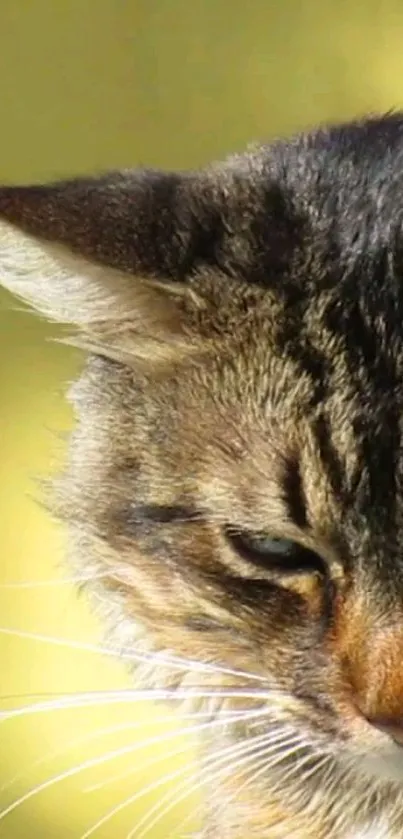 Close-up of a cat in warm sunlight.