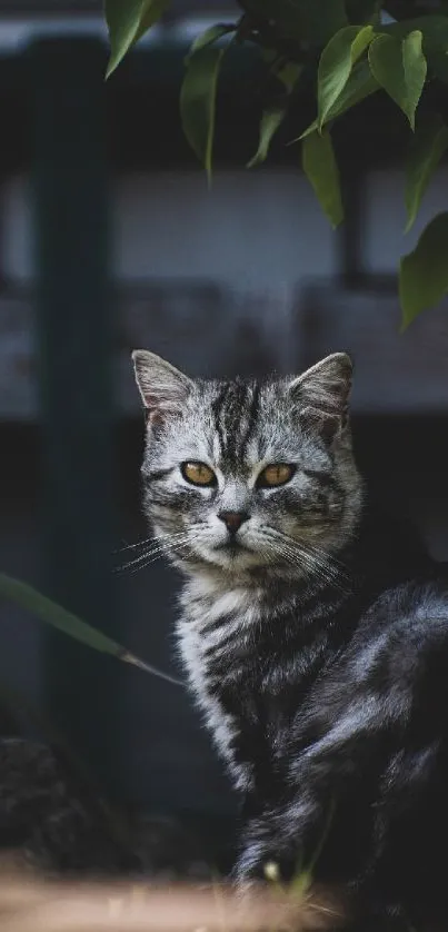 Majestic grey cat sitting outdoors with green leaves around.