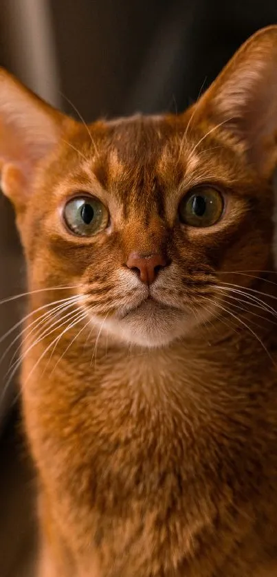 Majestic reddish-brown cat with green eyes staring.