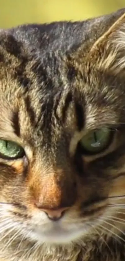 Close-up of a majestic tabby cat with green eyes captured in detail.