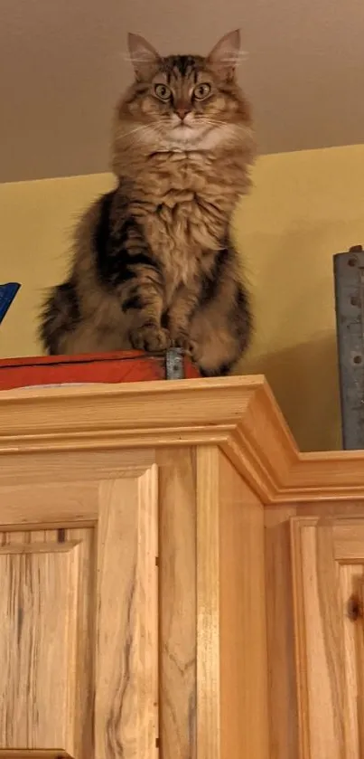 Majestic cat sitting atop a wooden cabinet in a rustic setting.