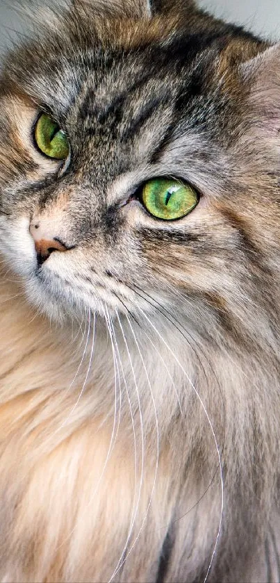 Beautiful cat with green eyes and long fur close-up.