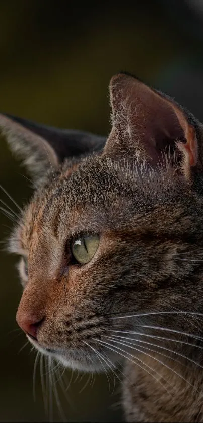 Majestic cat in brown tones mobile wallpaper.