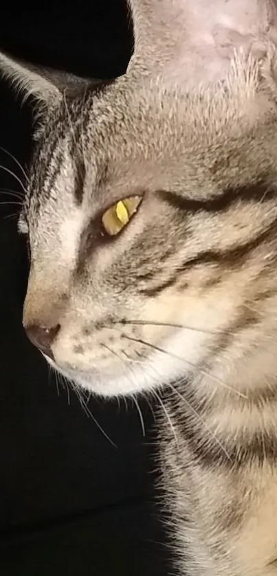 Portrait of a striped cat with bright yellow eyes, set against a dark background.