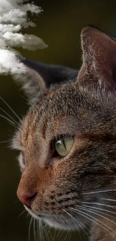 Majestic cat gazing skyward with clouds above, in a serene and natural mobile wallpaper.