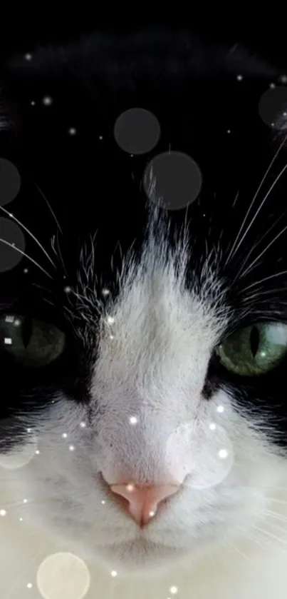 Majestic black and white cat with starry sparkles background.