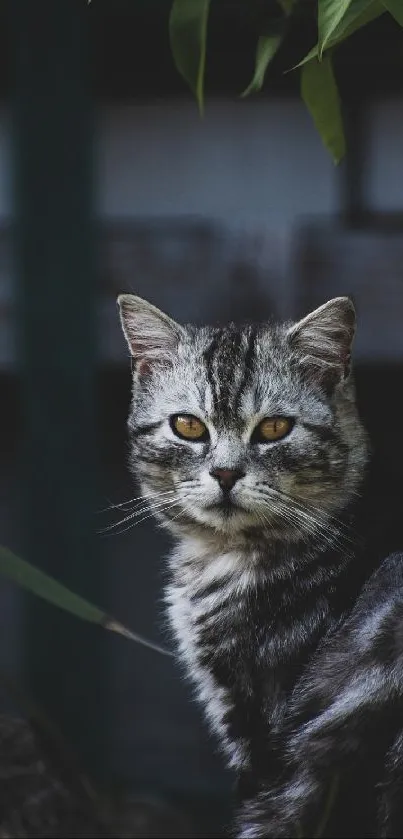 Majestic cat with piercing eyes sitting in nature.