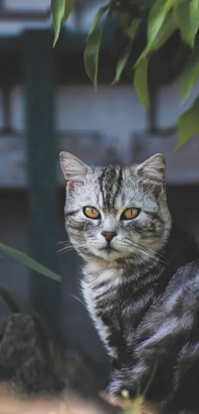 Majestic grey cat with amber eyes in a natural setting.