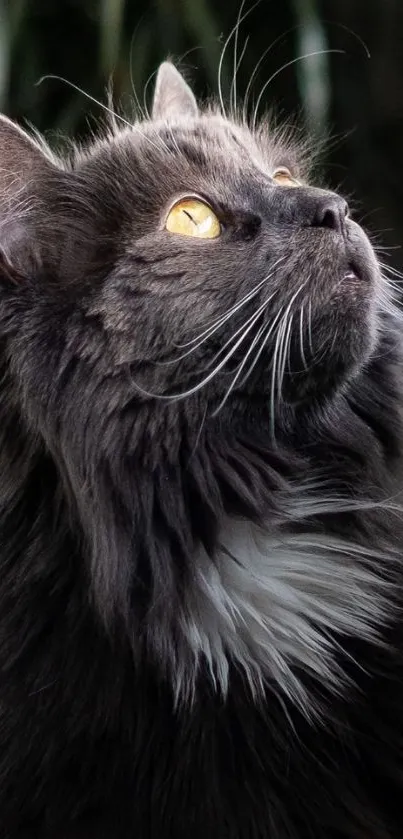 Majestic grey cat with golden eyes looking upward, set against a dark background.