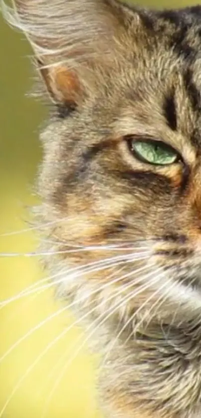 Close-up of a cat with green eyes on a blurred yellow background.