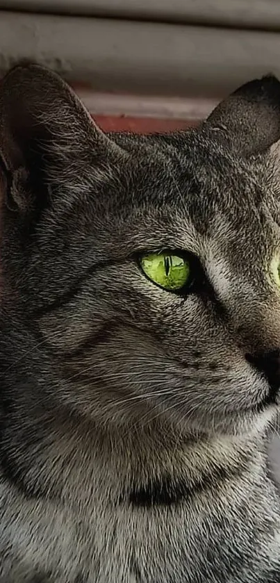Majestic cat with vivid green eyes stare.