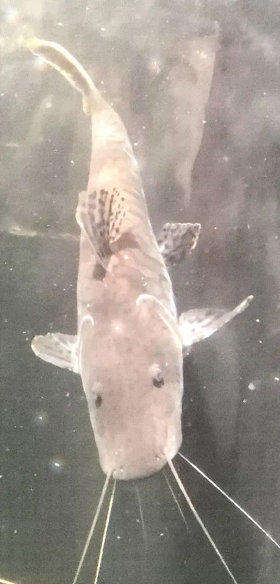 Close-up of a catfish in an aquarium with a gray backdrop.