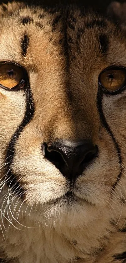 Close-up of a cheetah with golden eyes in a nature-inspired wallpaper.