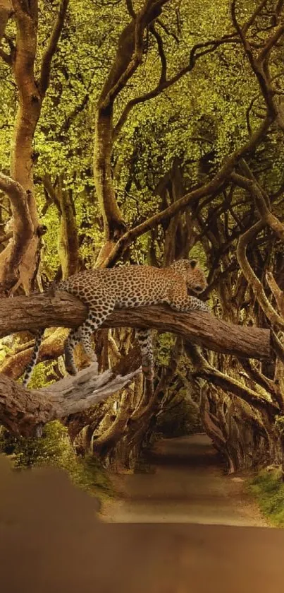 Cheetah lounging on a tree branch in a mystical forest pathway.