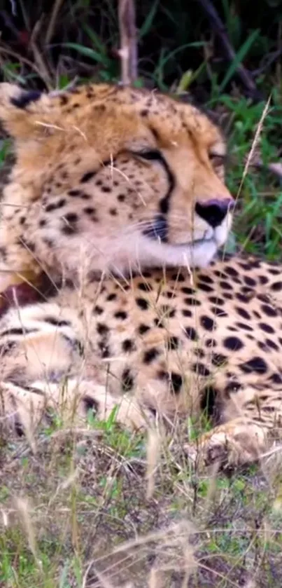 Cheetah resting in natural grassy habitat with serene demeanor.