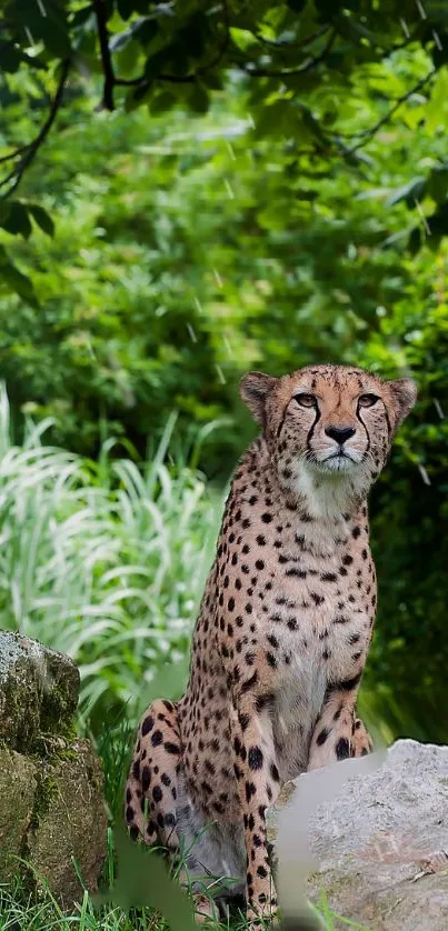 Majestic cheetah sitting amid lush greenery in a natural setting.