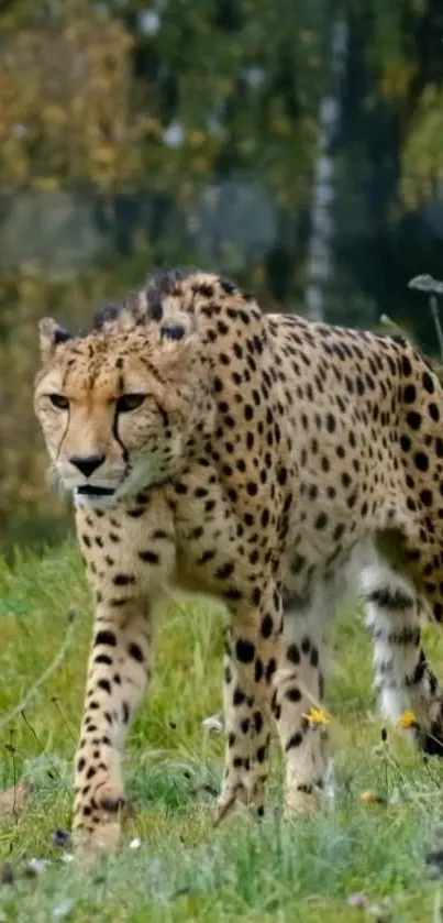 Cheetah gracefully walking through a lush green landscape.