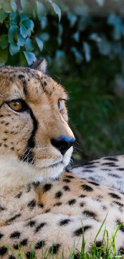 Cheetah lying on grass with leaves in background.