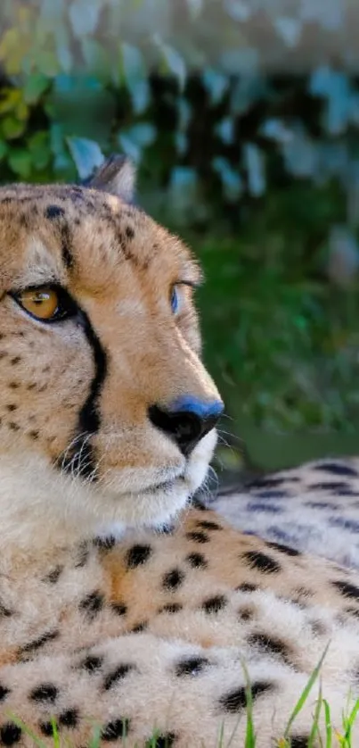 Majestic cheetah resting in lush green habitat, perfect wallpaper for wildlife lovers.