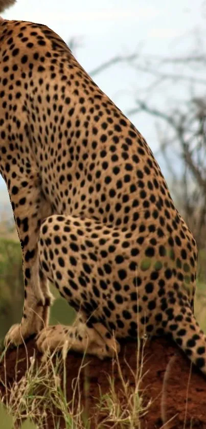 Cheetah resting on the ground in natural habitat.