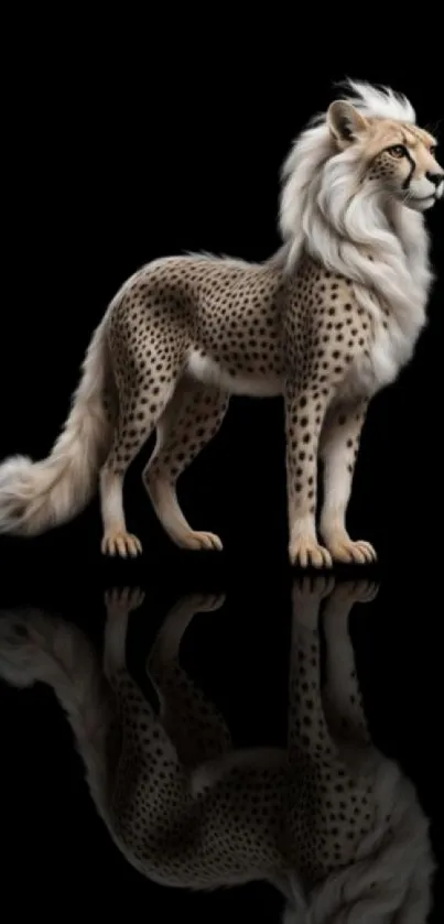 Fusion of majestic cheetah and lion with spots and mane on black background.