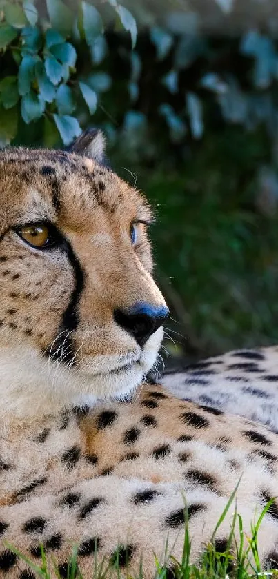 Majestic cheetah relaxing in lush greenery.