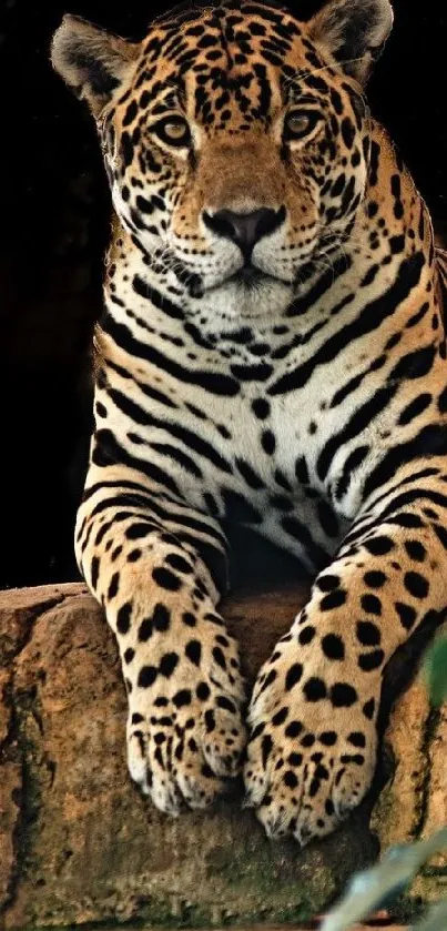 Majestic cheetah resting on a rock with an intense gaze.