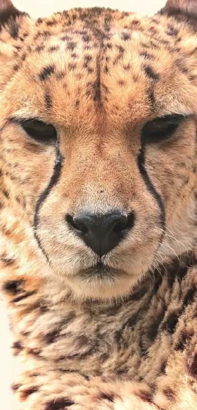 Majestic cheetah with spotted coat and intense stare on a beige background.