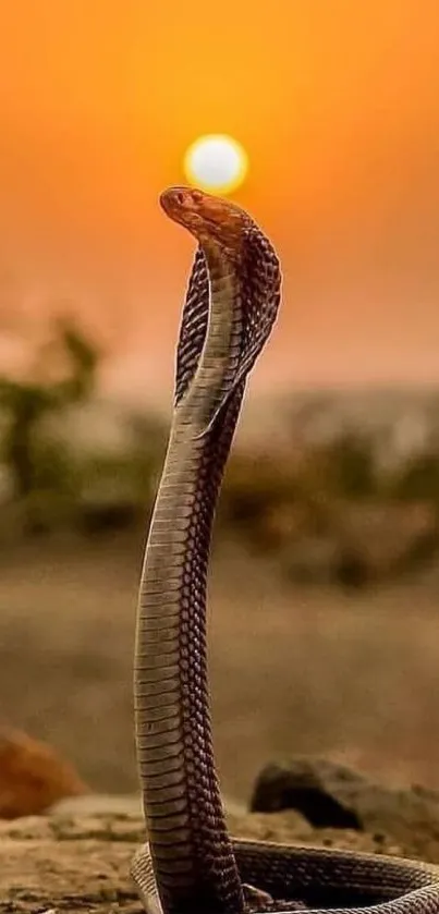 Majestic cobra rising against an orange sunset background.