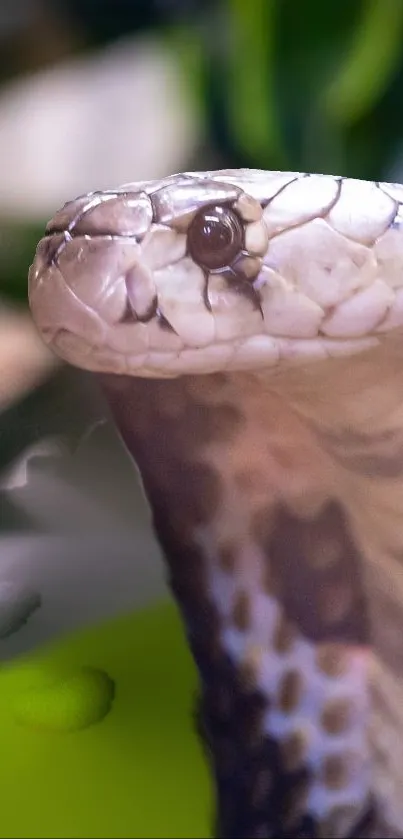 Close-up image of a cobra with detailed scale patterns and intense gaze.