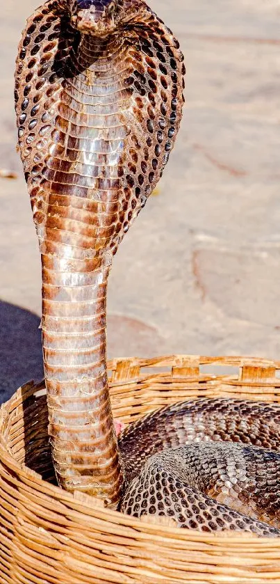 Cobra rising from a wicker basket in sunlight.