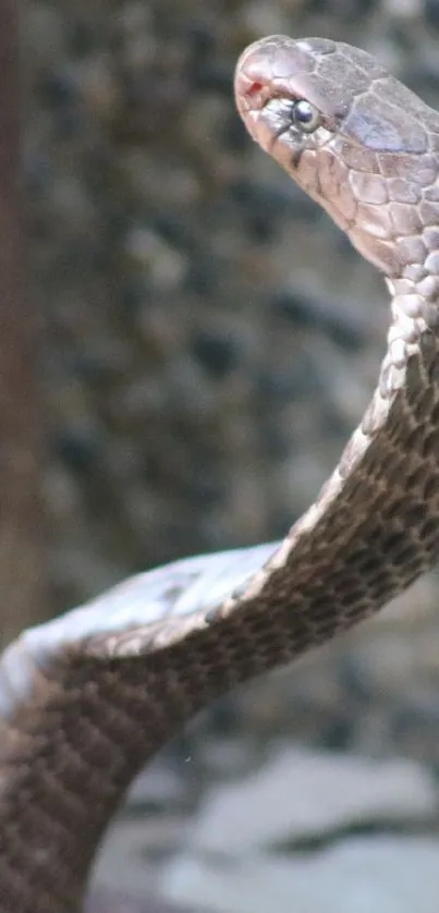 Close-up of a majestic brown cobra in a striking pose.